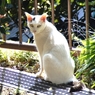 横浜「山手公園」の白狐みたいな猫