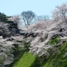 九段の桜 