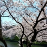 九段の桜 