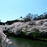 九段の桜 