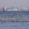 横浜港のカモメの群れ