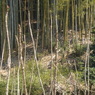 タラノキの林