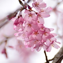 sakura