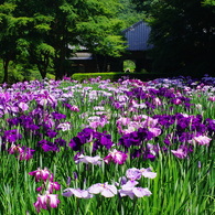 ほととぎす　啼きて菖蒲の　明るさよ