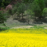 中山高原の春