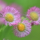 花便り　- 桃色春紫苑 -