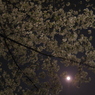 桜と月の夜