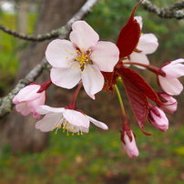 釧路の桜③