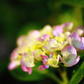 梅雨の花･･･。