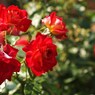 rose-garden Ⅱ