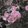 rose-garden Ⅲ