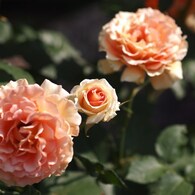 rose-garden Ⅳ