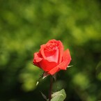 rose-garden Ⅴ