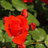 rose-garden Ⅵ
