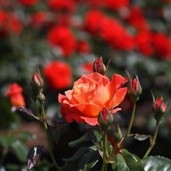rose-garden Ⅶ