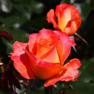 rose-garden Ⅷ