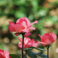 rose-garden Ⅸ