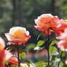 rose-garden Ⅹ