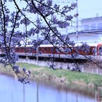  大和郡山の近鉄電車と桜　　6209