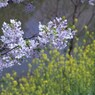 　大和郡山城跡のお堀の桜　2012年4月12日　6236