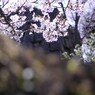 　大和郡山城跡のお堀の桜　2012年4月12日　　6277