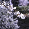 大和郡山城跡のお堀の桜　2012年4月12日　　6283