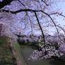 大和郡山城跡のお堀の桜　2012年4月12日　　　　6324
