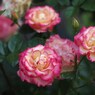 rose-garden ⅩⅡ