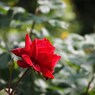 rose-garden ⅩⅤ