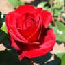 rose-garden ⅩⅨ