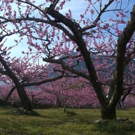 桃の花