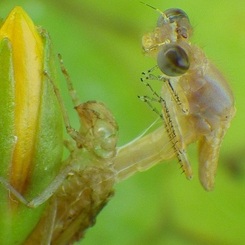 アクロバット