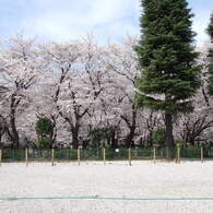 調公園の桜