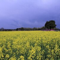 大阪府　『和泉リサイクル環境公園』