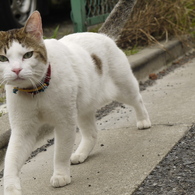 今日の猫