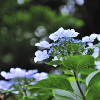 6月の華