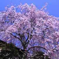 京都の桜守の季節限定。原谷苑の枝垂れ桜のシャワー＆苑内の花　2012年4月18日