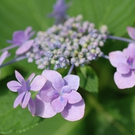 紫陽花