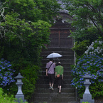 雨の紫陽花寺