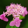 夏桜