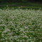 蕎麦の白い花