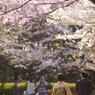 桜のある風景～佳き日に～