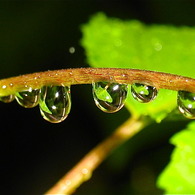 雨若葉