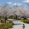 Sakura Park