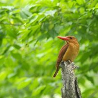 アカショウビン