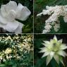 白い花四種