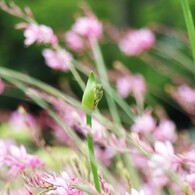 行く春に～つぼみ