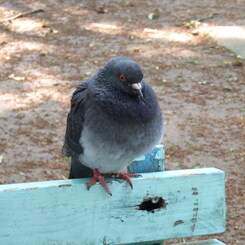 ベンチに鳩 (正面)