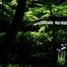 嵯峨野・祇王寺の光　京都スナップ