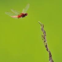 Dragonfly 2012